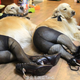 Image for article titled "Dogs Wearing Pantyhose" Is Now a Thing in China